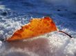 Red frozen leaf and cold winter morning