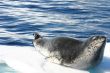 leopard seal 