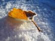 Red frozen leaf and cold winter morning