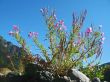 Pink flowers and mountain landscape. Caucasus summer