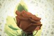 Red rose