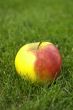 Apple in the grass.
