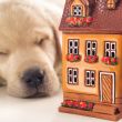 Portrait of a adorable labrador puppy, laying on white table wit