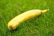 Banana in the grass.
