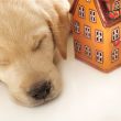 Portrait of a adorable labrador puppy, laying on white table wit