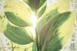 Green leaves