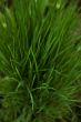 Close up of fresh thick grass with water drops in the early morn