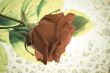 Red rose