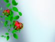 Two Beautiful bright hearts of red color with green leaves float