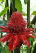 Exotic big red flower