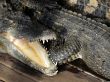 Crocodiles lie with open mouth