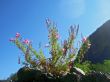 Pink flowers and mountain landscape. Caucasus summer
