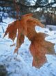  Red maple leaves and cold winter day
