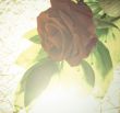 Red rose