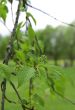 green leaves