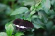 white black butterfly