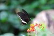 butterfly flies to bloom