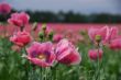 poppy field in summer