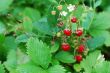 strawberries from the forest