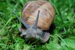 snail look in camera