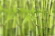 bamboo