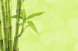 bamboo