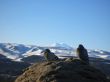 Doves on the stone and snowy mountain background