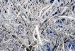 Closeup Snowy Twigs