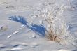 Shrub in the Field Covered with Snow