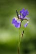 Wild Iris