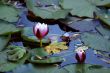 Lotuses