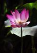 Pink water lilly