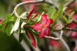 Tropical flower