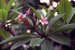 Tropical flowers