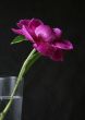 Peony in drops