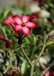 Tropical flower