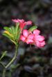 Tropical flower