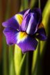 Dutch Iris