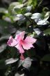 Tropical flower - Hibiscus