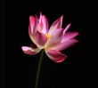 Pink water lilly