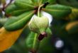 Bud of a tropical flower