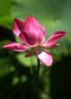 Pink water lilly