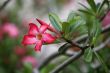 Tropical flower