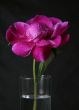 Peony in drops