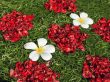 Plumeria