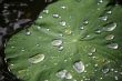 Sheet with drops
