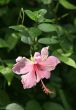 Tropical flower - Hibiscus 