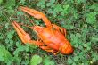 Red crawfish