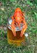 Red crawfish