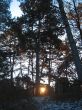 Sunrise in the winter forest. Caucaus nature
